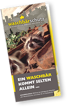 Infoflyer Waschbaerschutz